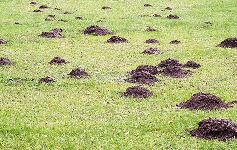 Lawn Lovers' Guide To Mole And Grub Worm Control: Tips For A