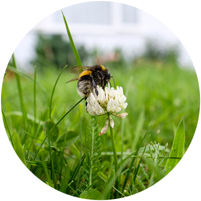 Lawn & Landscape Insect Control