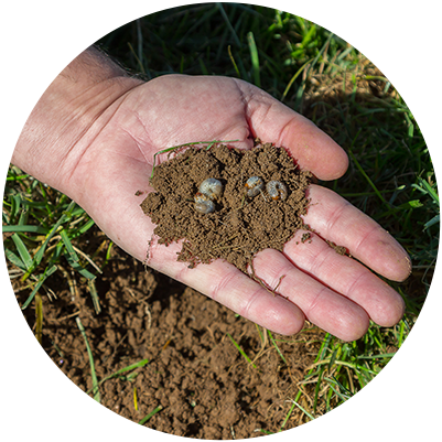 Mole & Grub Worm Control