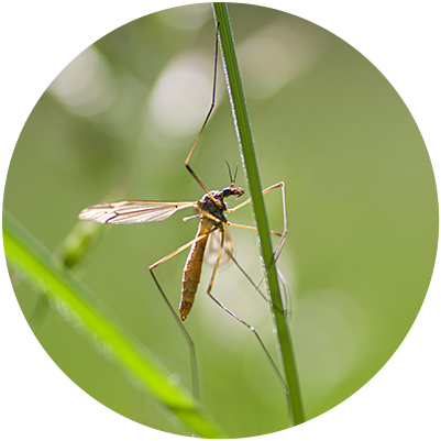 Mosquito Control