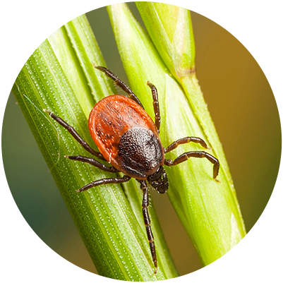 Turf Flea & Tick Control